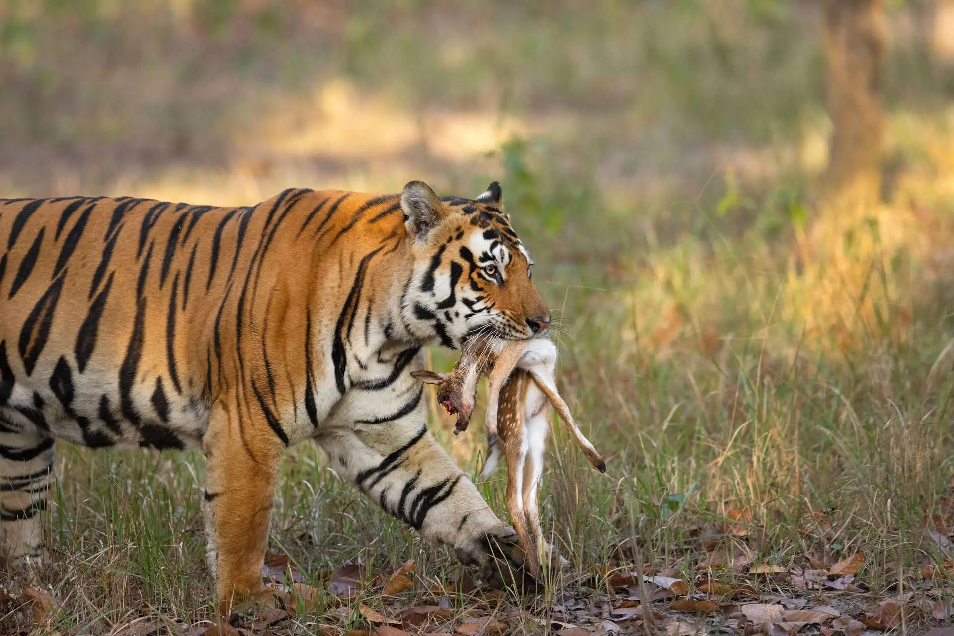 Madhya Pradesh Safari Park