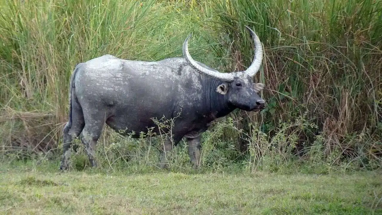 Water Buffalo Kaziranga