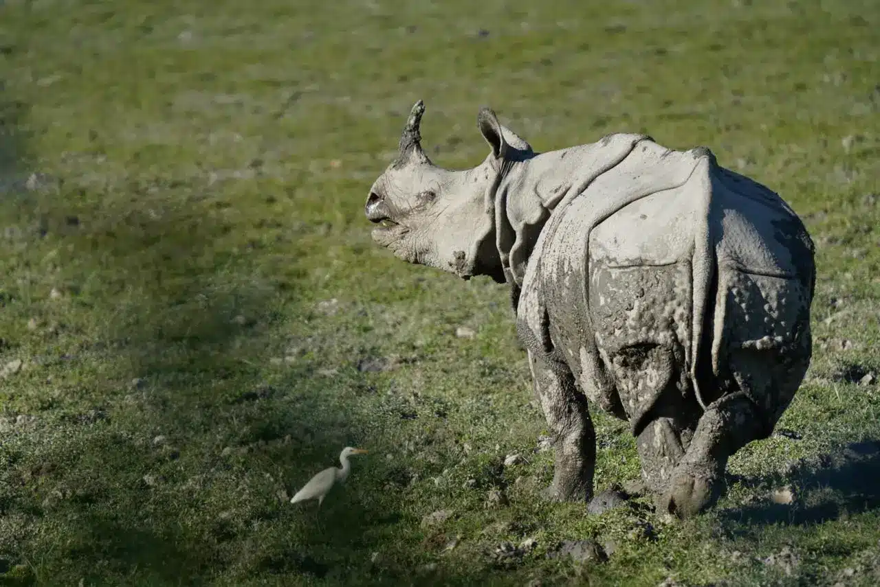 Mud Covered Single Horned Rhino