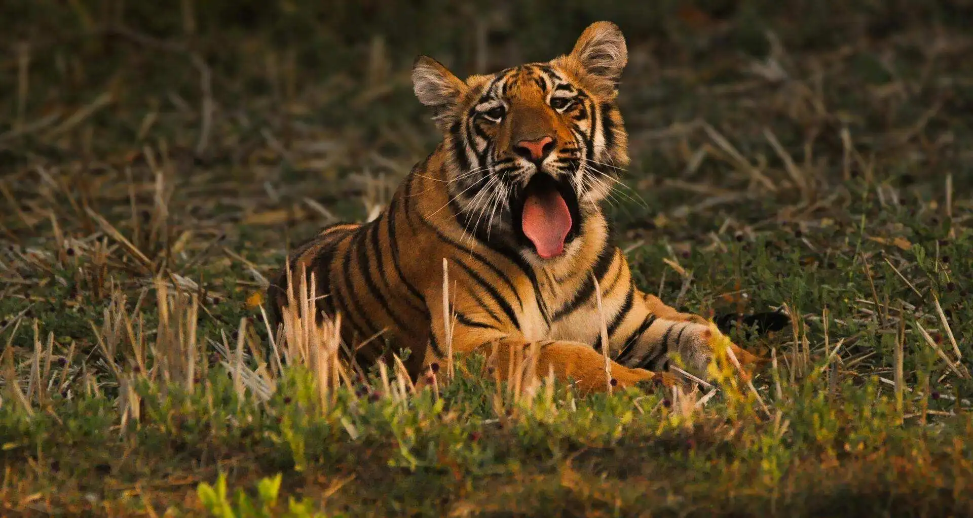 Pench, Tadoba & Kaziranga Tour