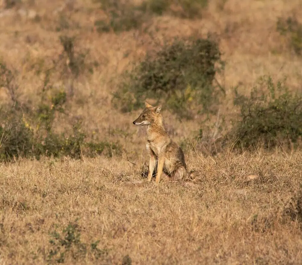 Ratapani Tiger Reserve