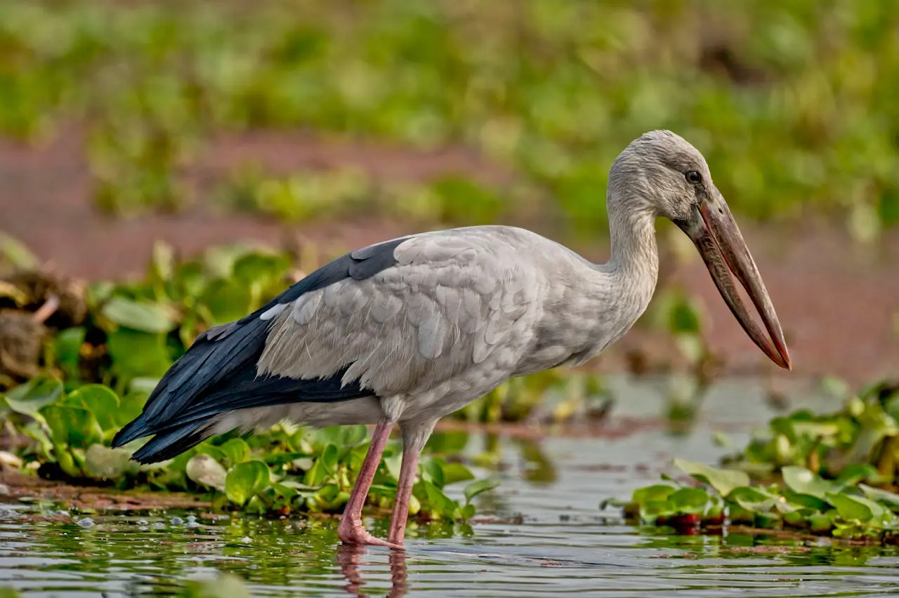 asian-openbill-stork