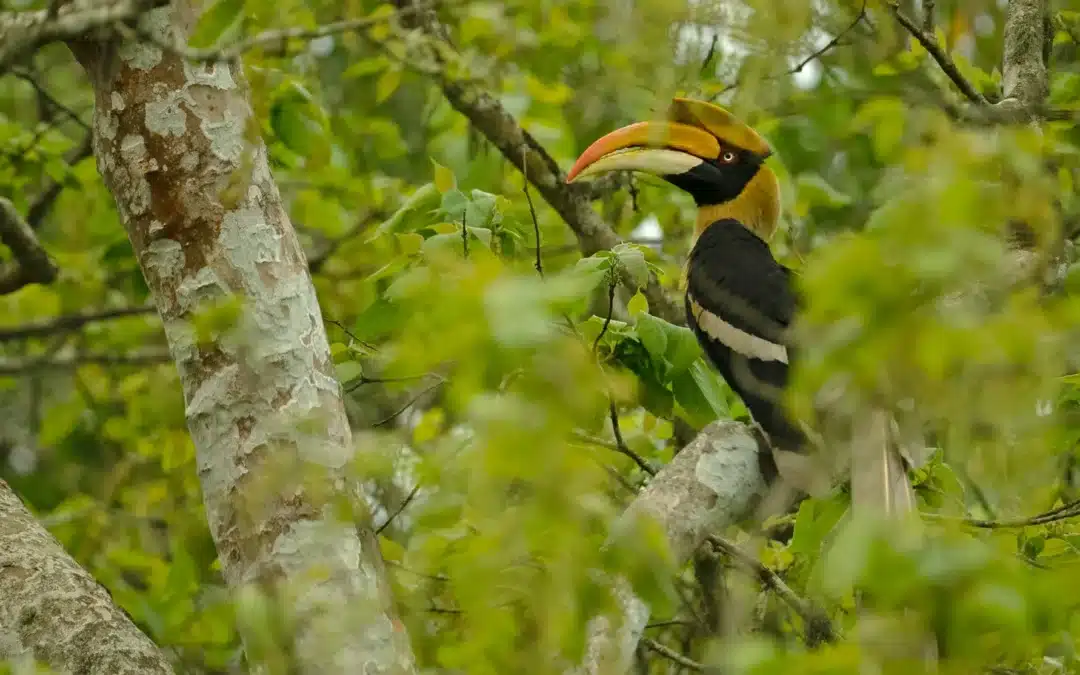 Birds of Kaziranga National Park