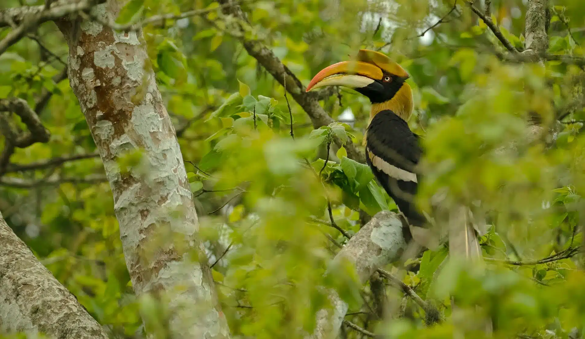 Birds of Kaziranga National Park