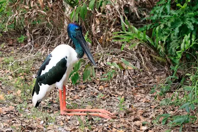 black-necked-stork