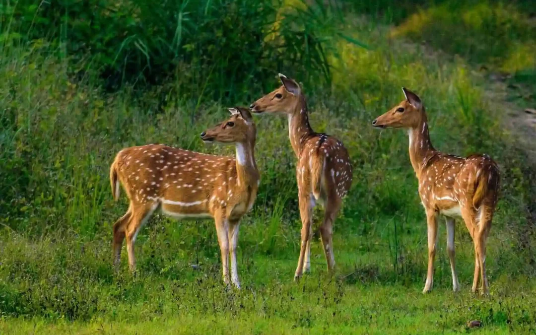 Wildlife Warning Systems: How Animals Sound the Alarm When Big Cats Prowl