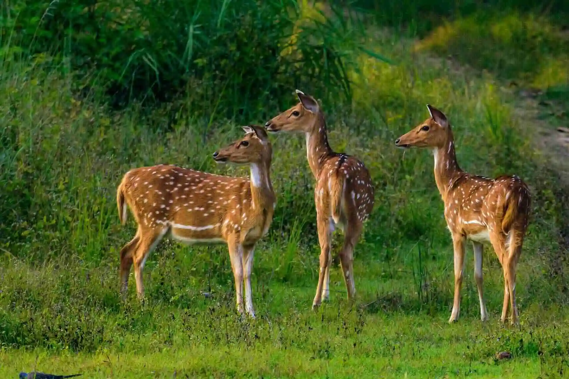 Deer in kanha