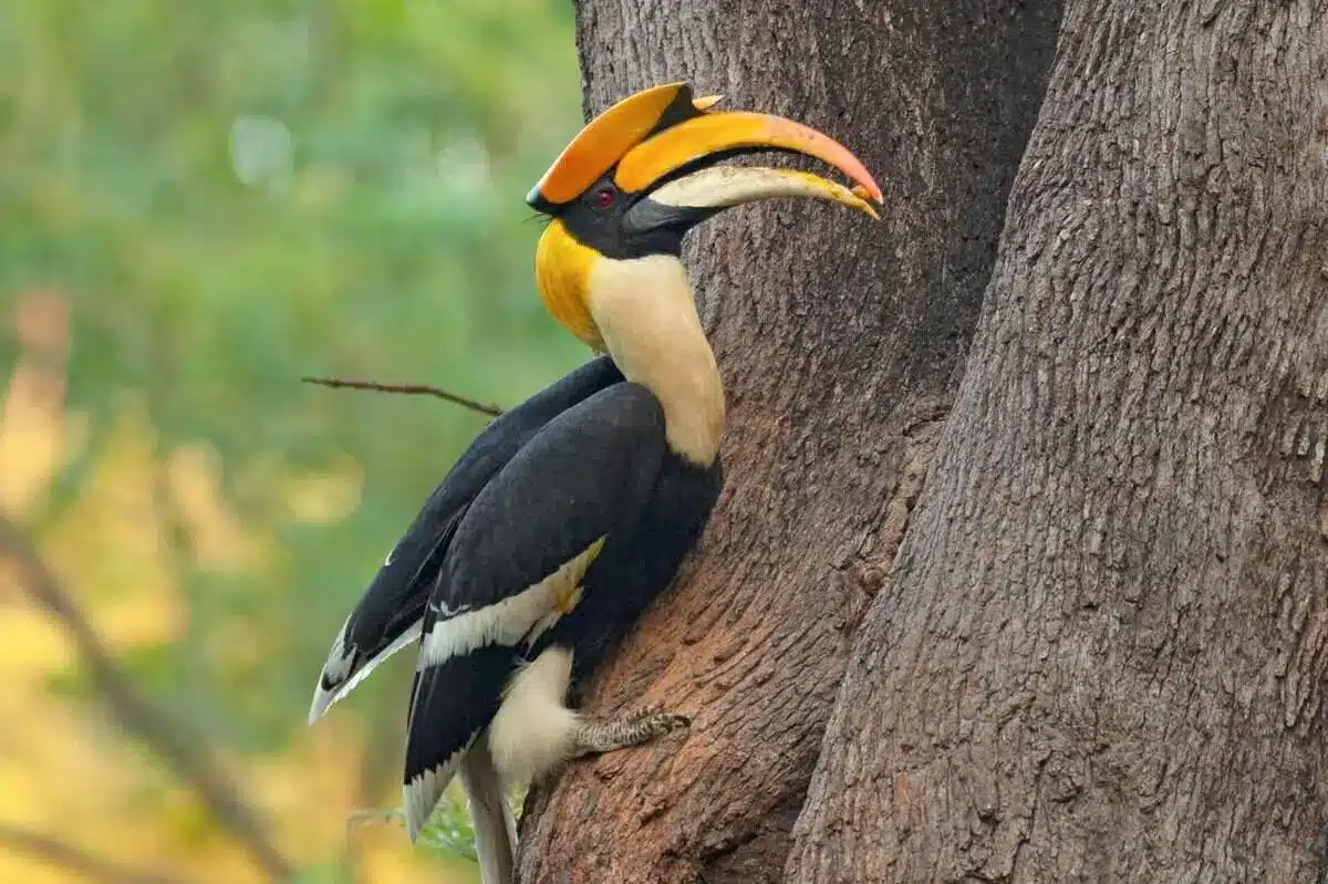 great-indian-hornbill