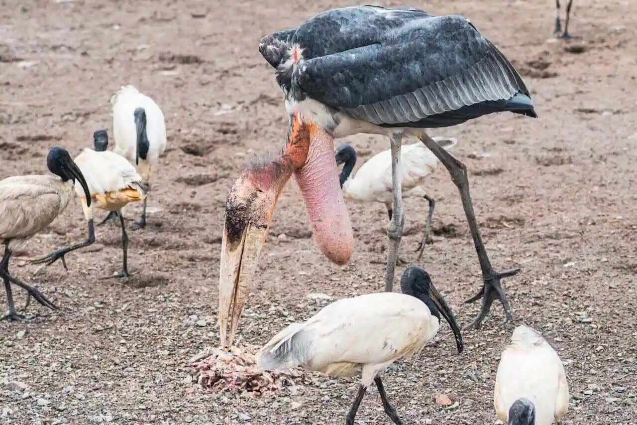 greater-adjutant-stork