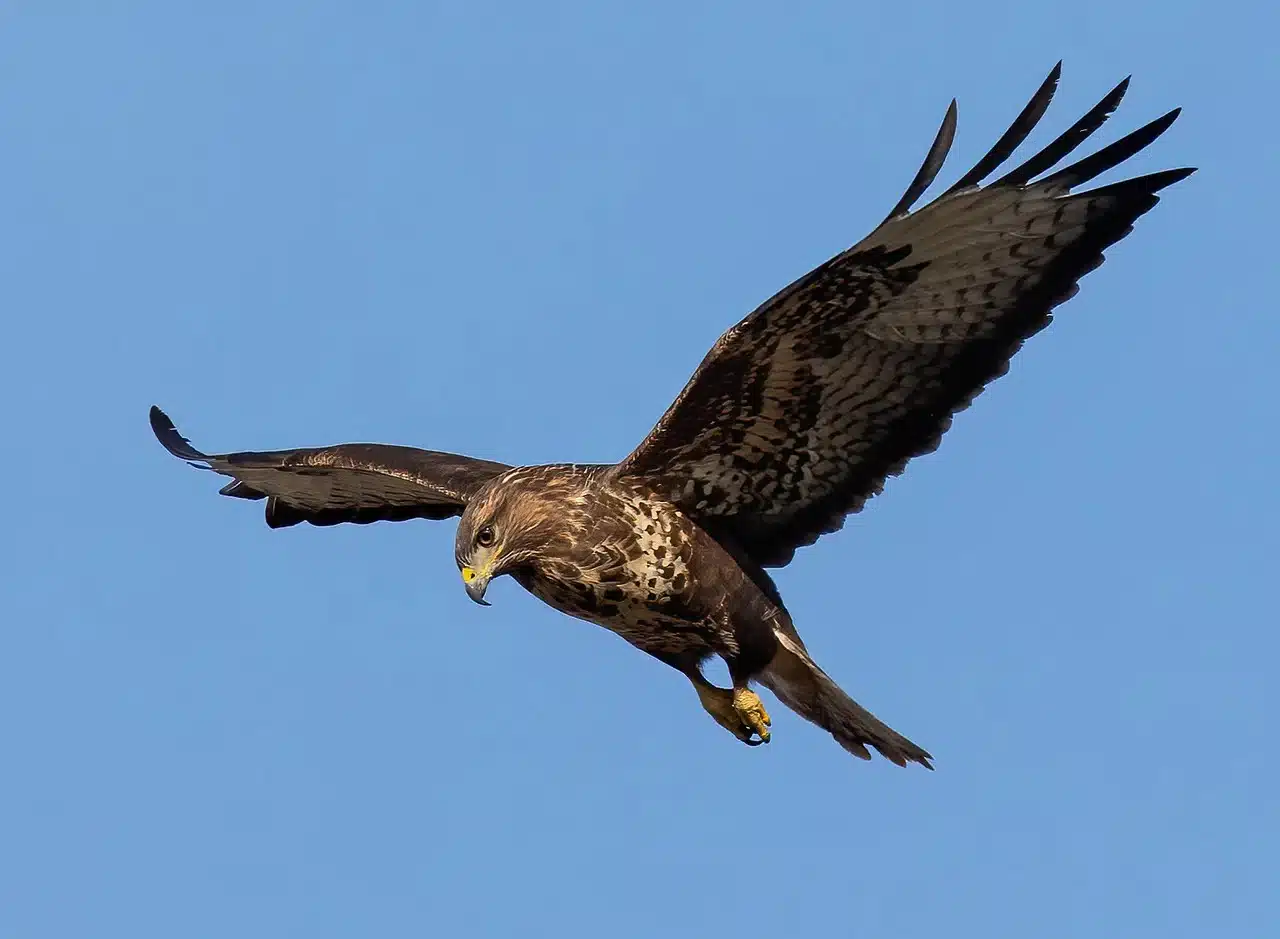 oriental-honey-buzzard