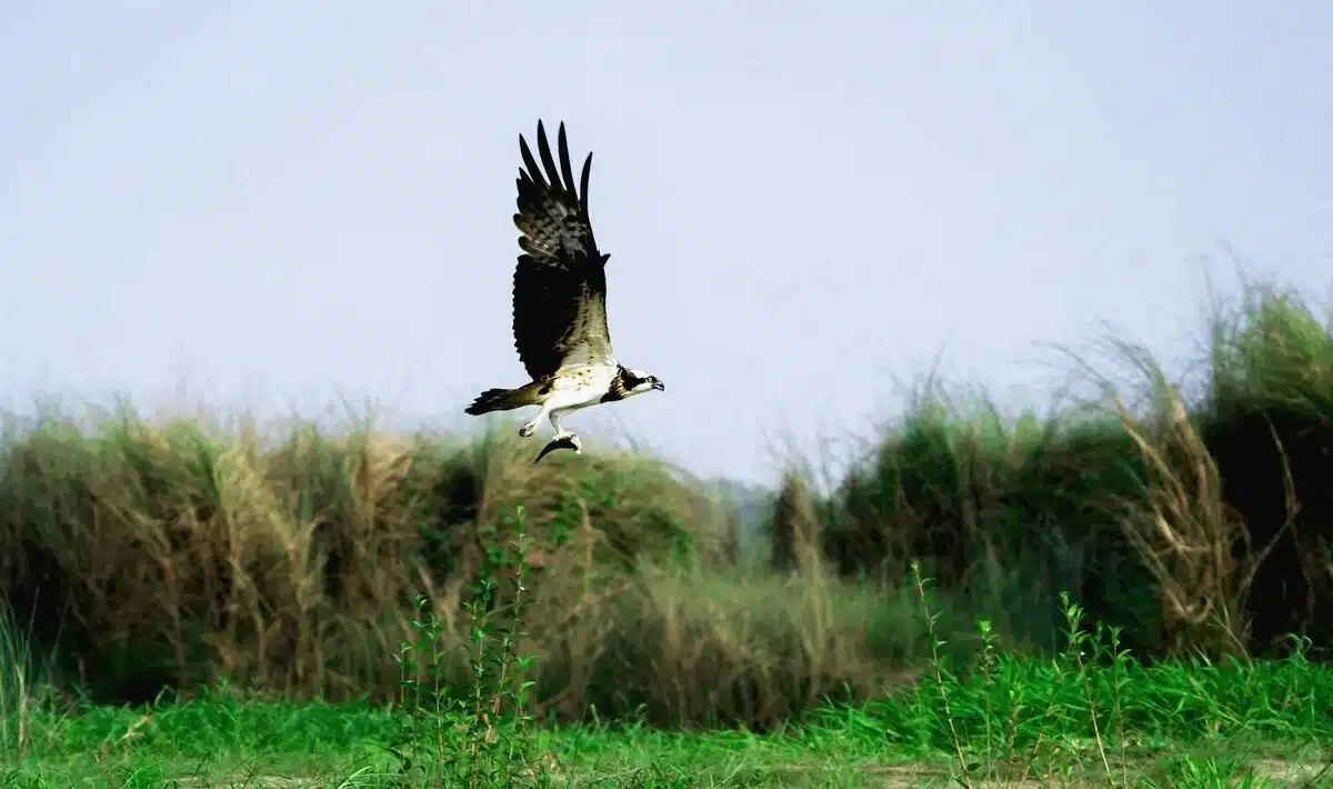 osprey