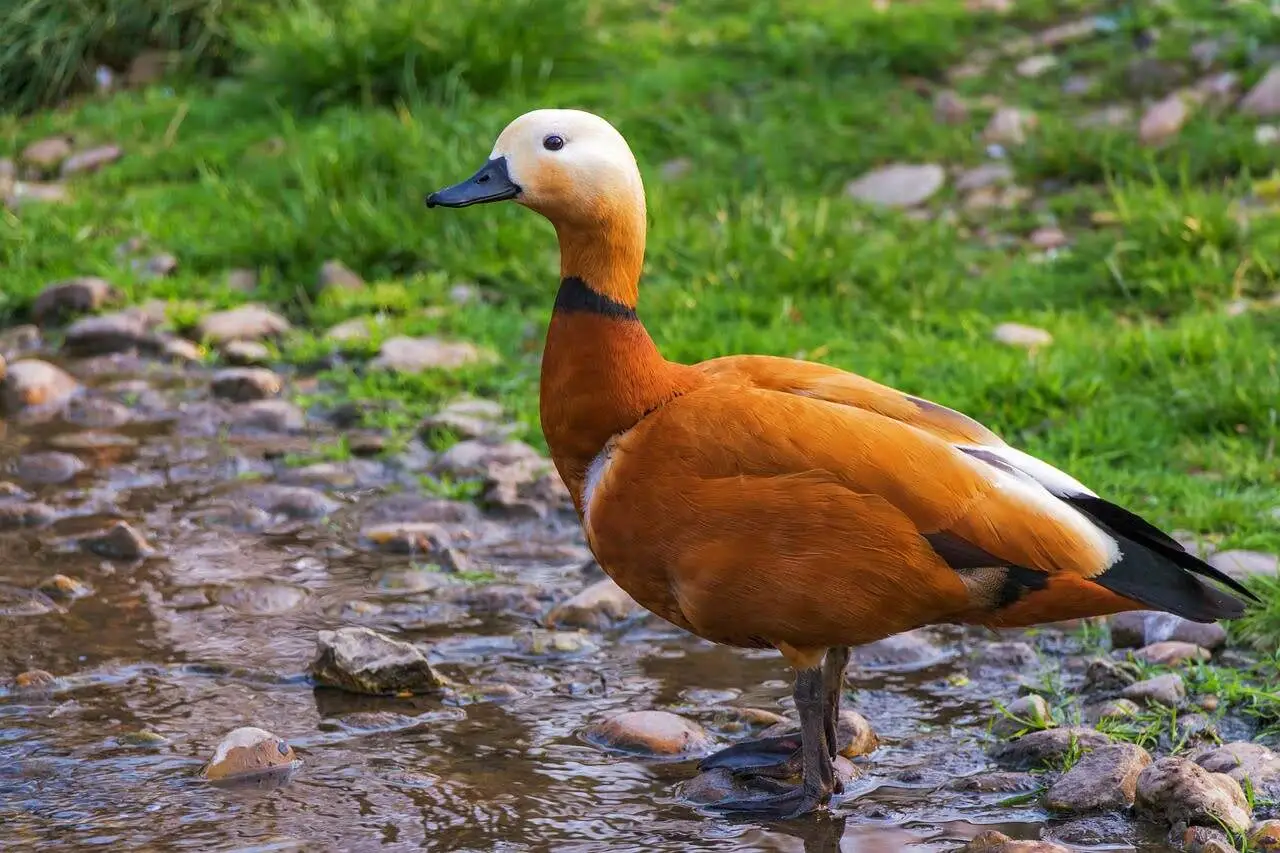 ruddy-shelduck