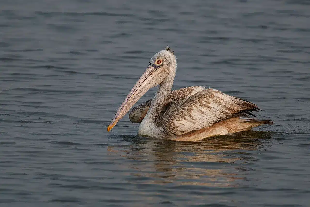 spot-billed-pelican