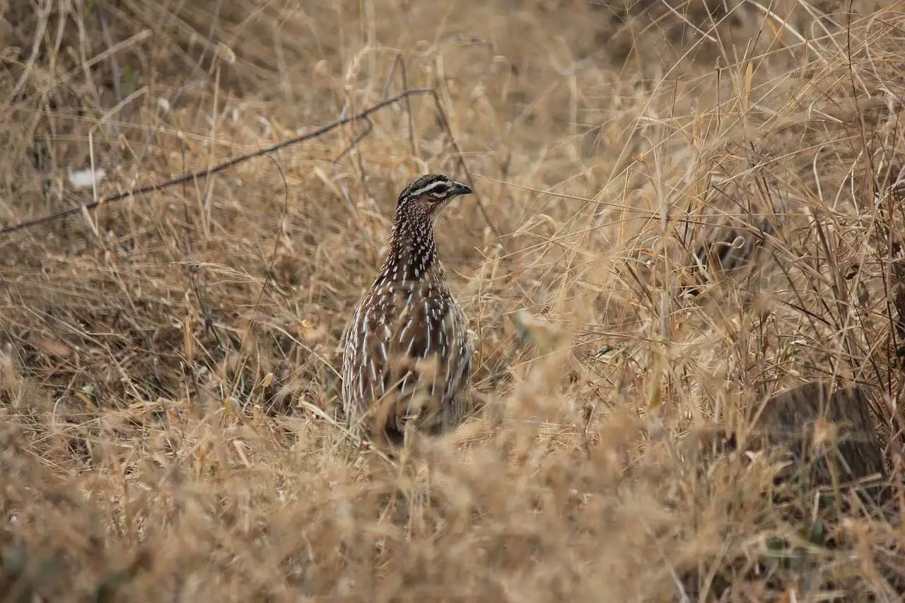 swamp-francolin