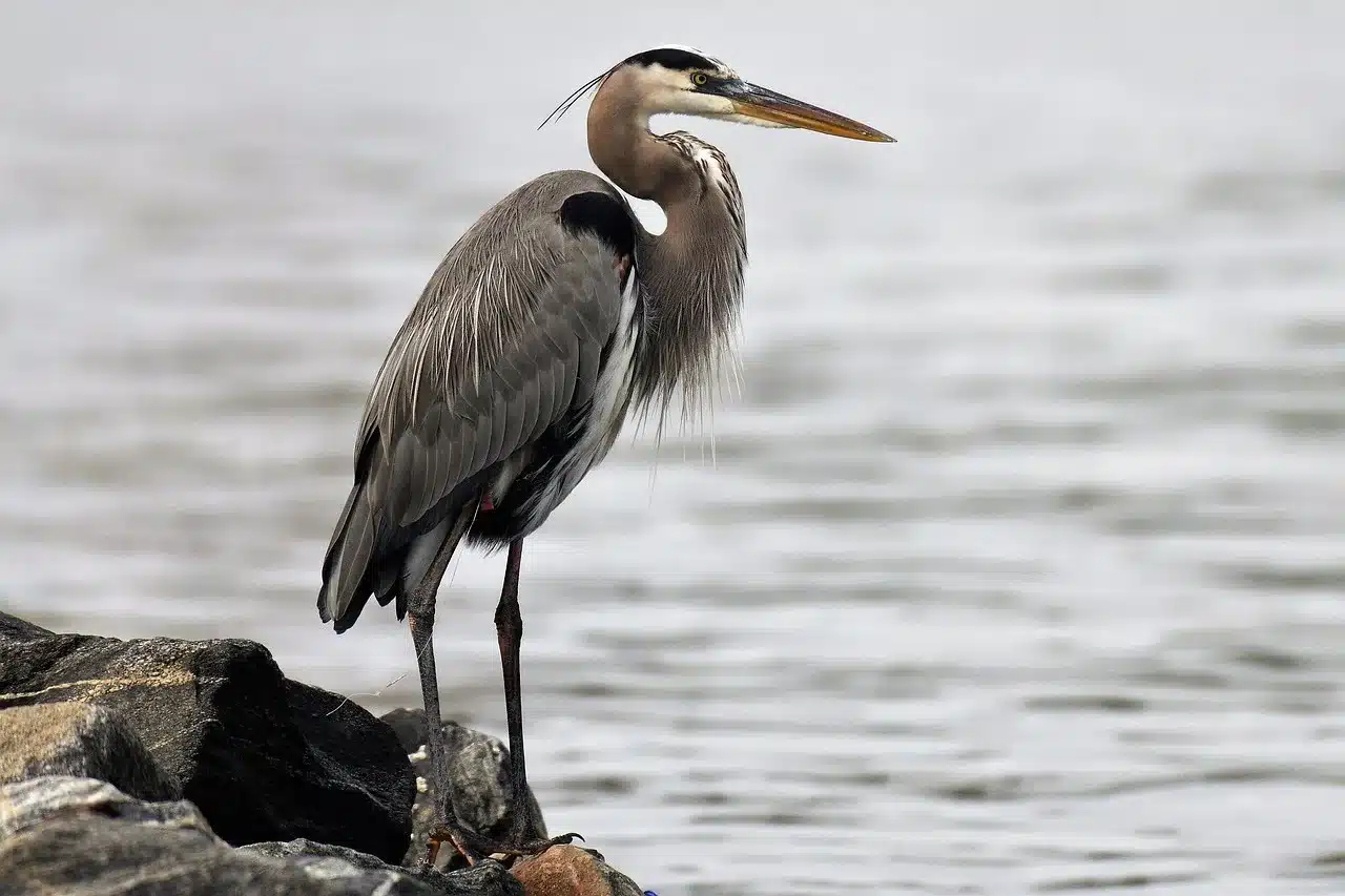 white-bellied-heron