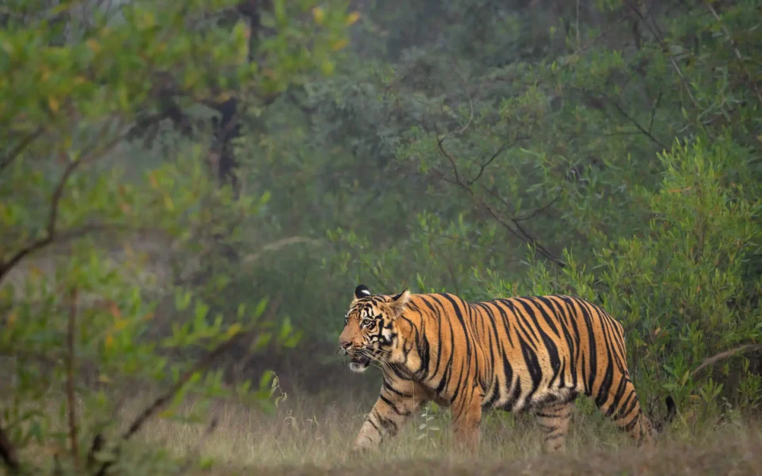 Top Big Cats Adventure Destinations in India