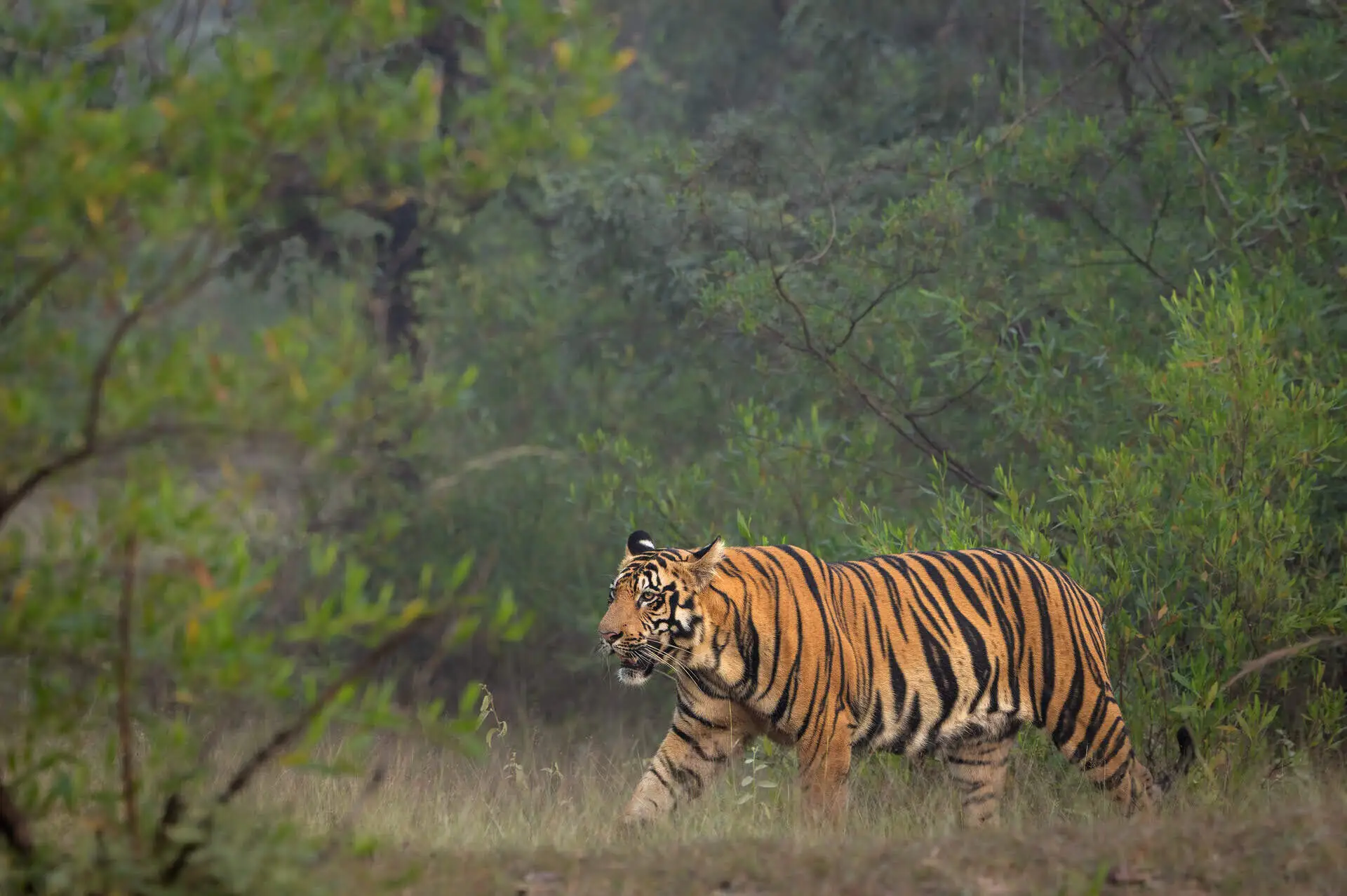 big-cats-adventure-tiger