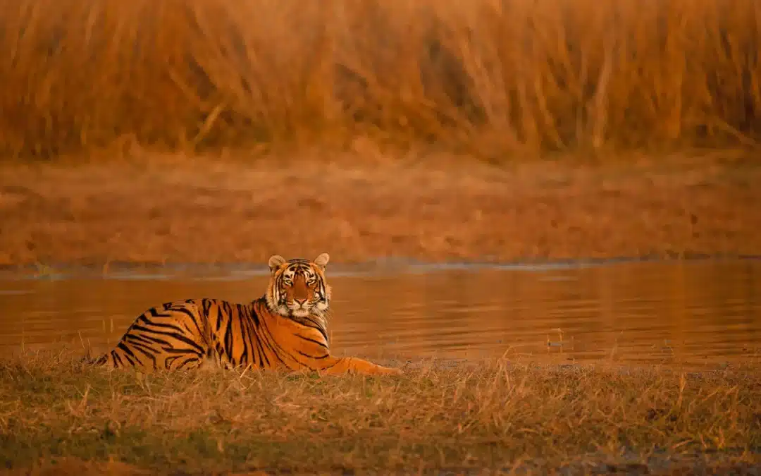 Tiger Safari for Families Traveling to India for the First Time