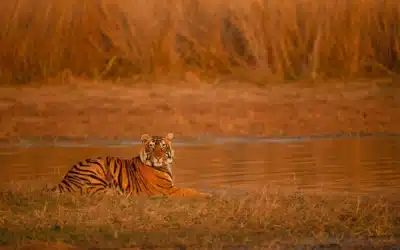 Tiger Safari for Families Traveling to India for the First Time