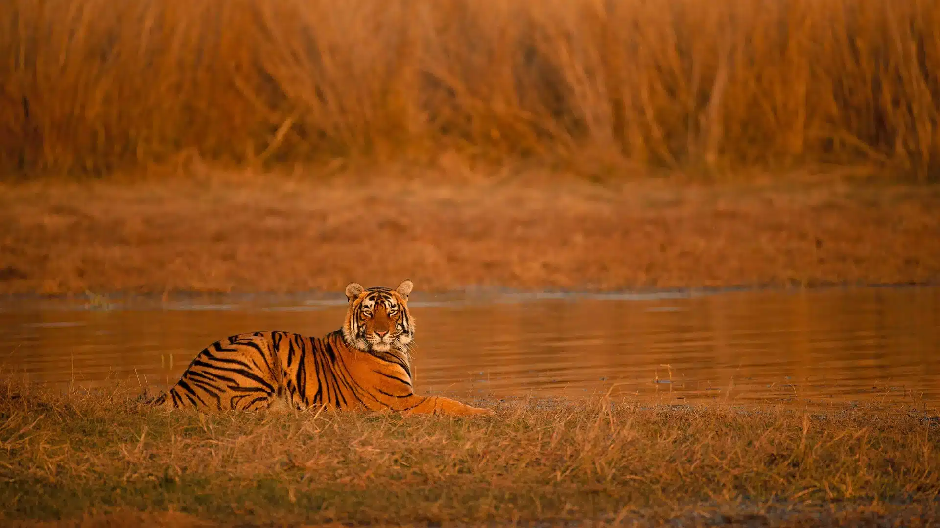 first-time-family-tiger-safari