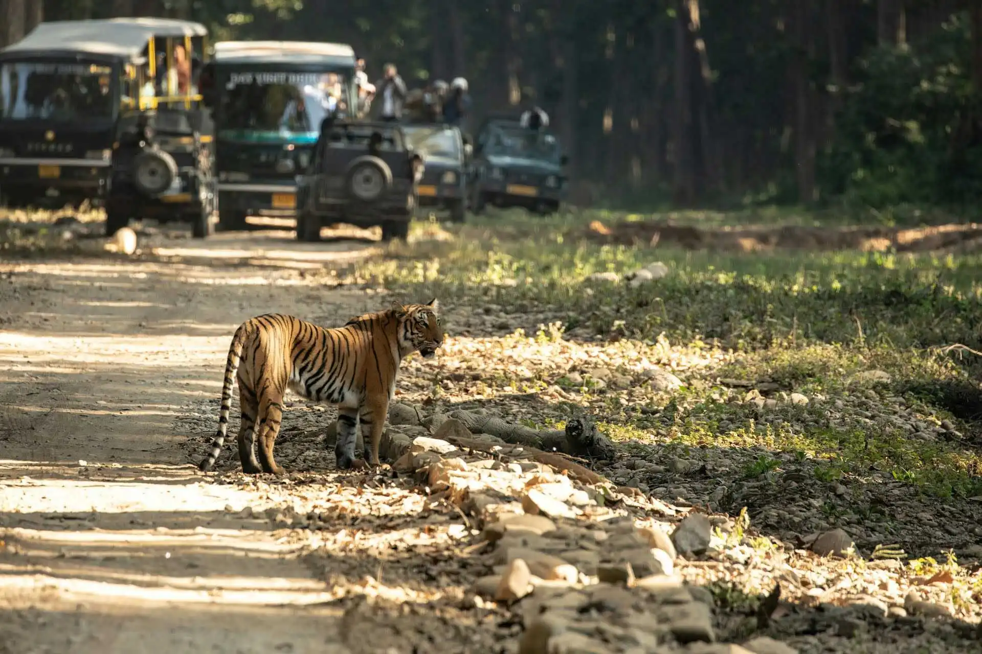 jeep-safari-spot-tigers