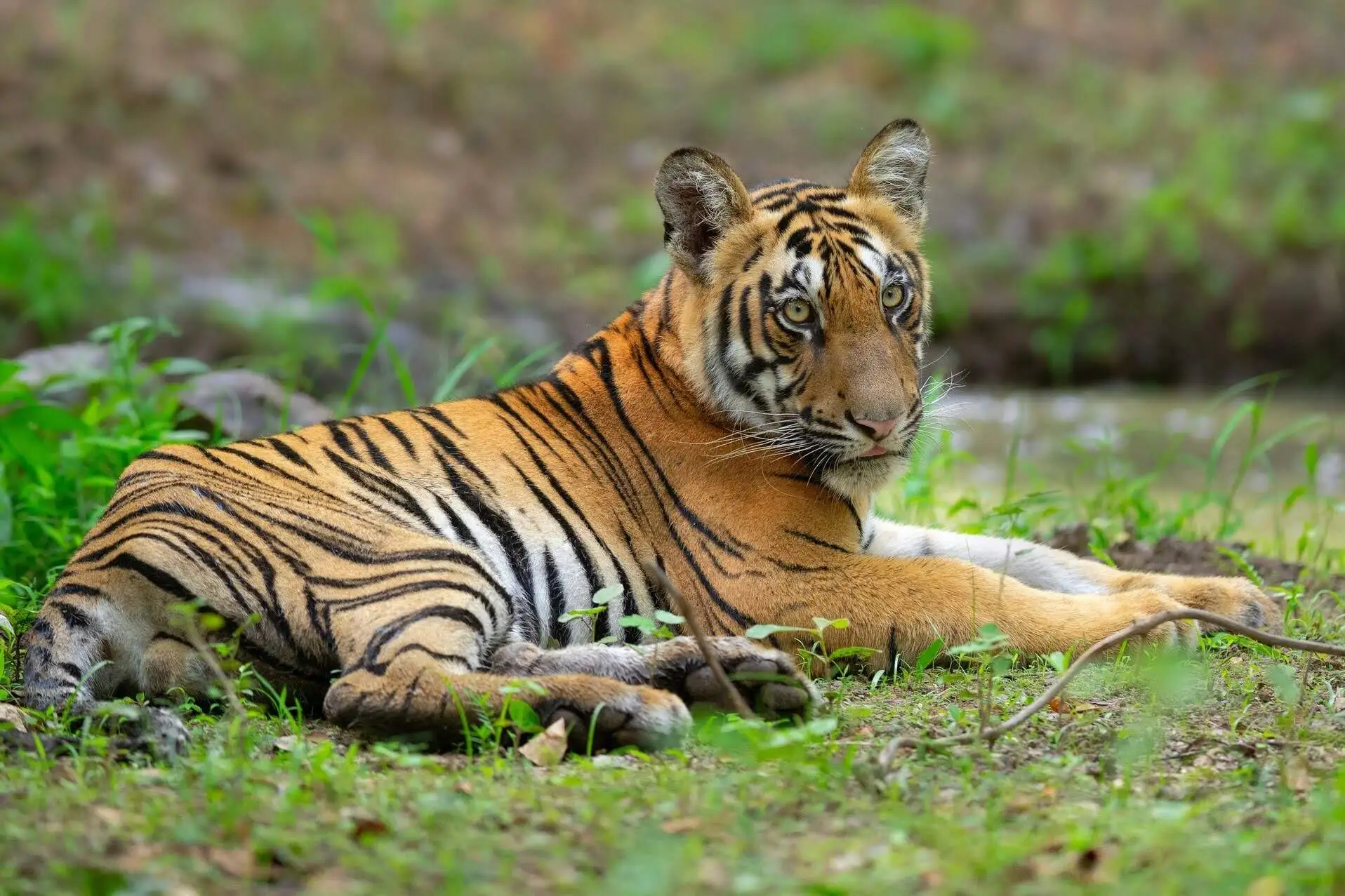 Royal Bengal Tiger on green Grass