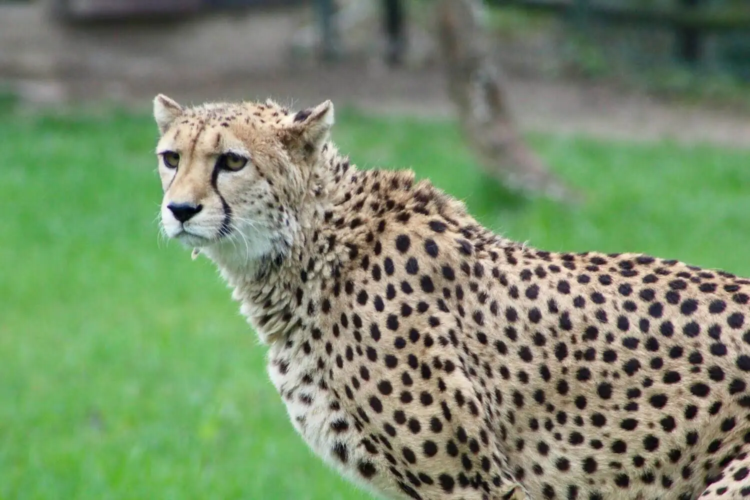 cheetah-roaming-on-green-grass