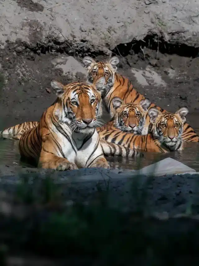 Top 5 Tiger Tours in India