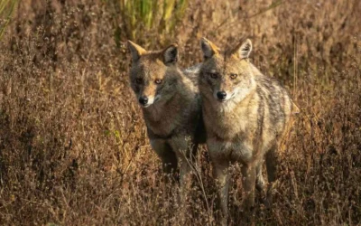 Golden Jackal in India | Habitat, Behavior & Sightings
