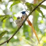 indian-paradise-flycatcher