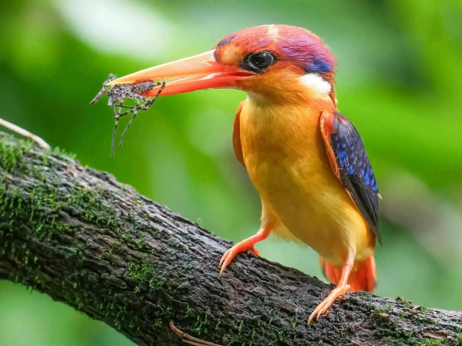 oriental-dwarf-kingfisher-in-nature