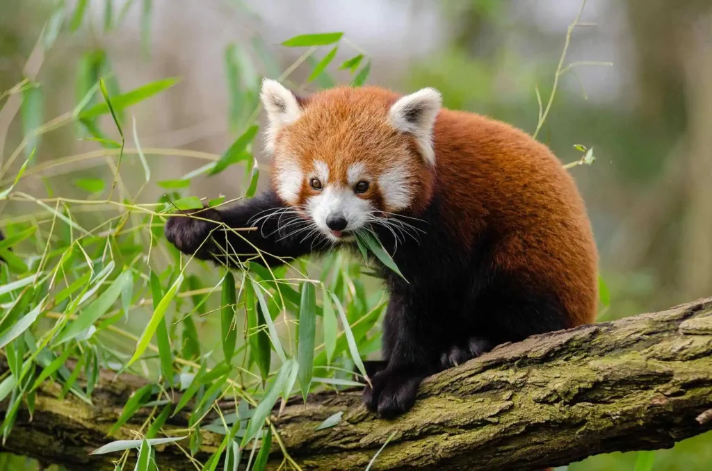 red-panda-bamboo-leaves
