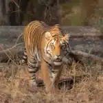 tigress-in-early-morning-light