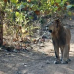 asiatic-lion-census 2025