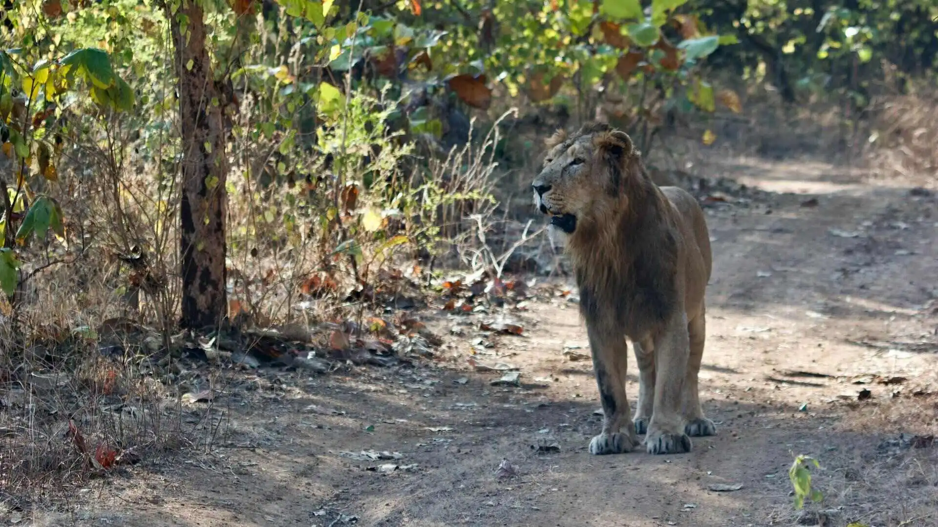 asiatic-lion-census 2025