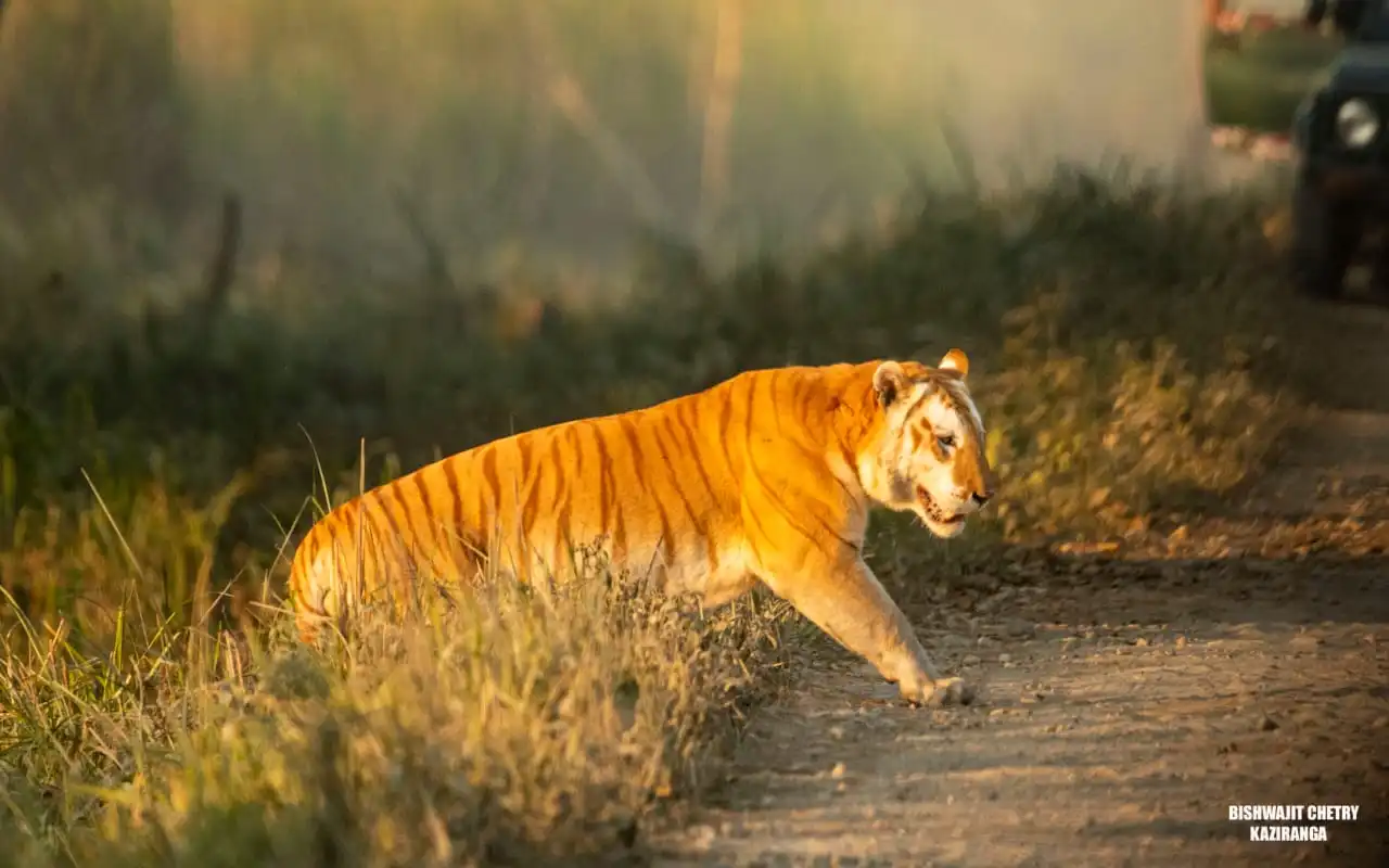 golden-tiger-in-kaziranga