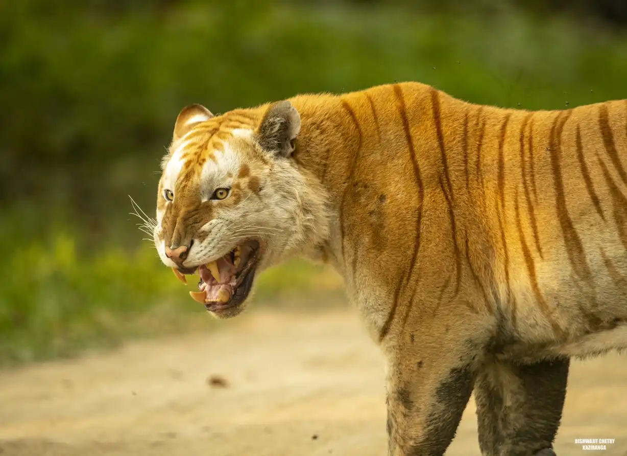 golden-tiger-in-wild golden-tiger-in-wild