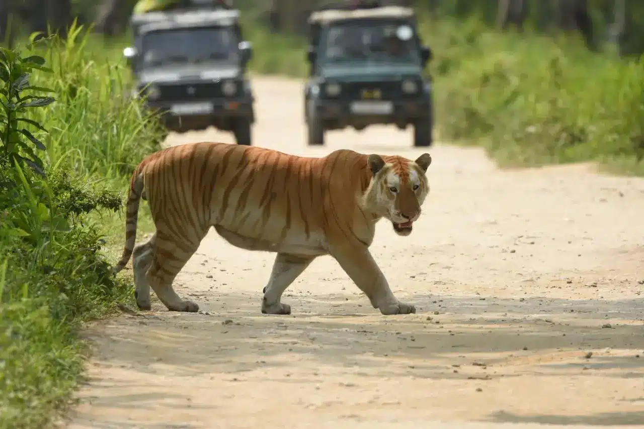 golden-tiger-walking-on-dirt-road