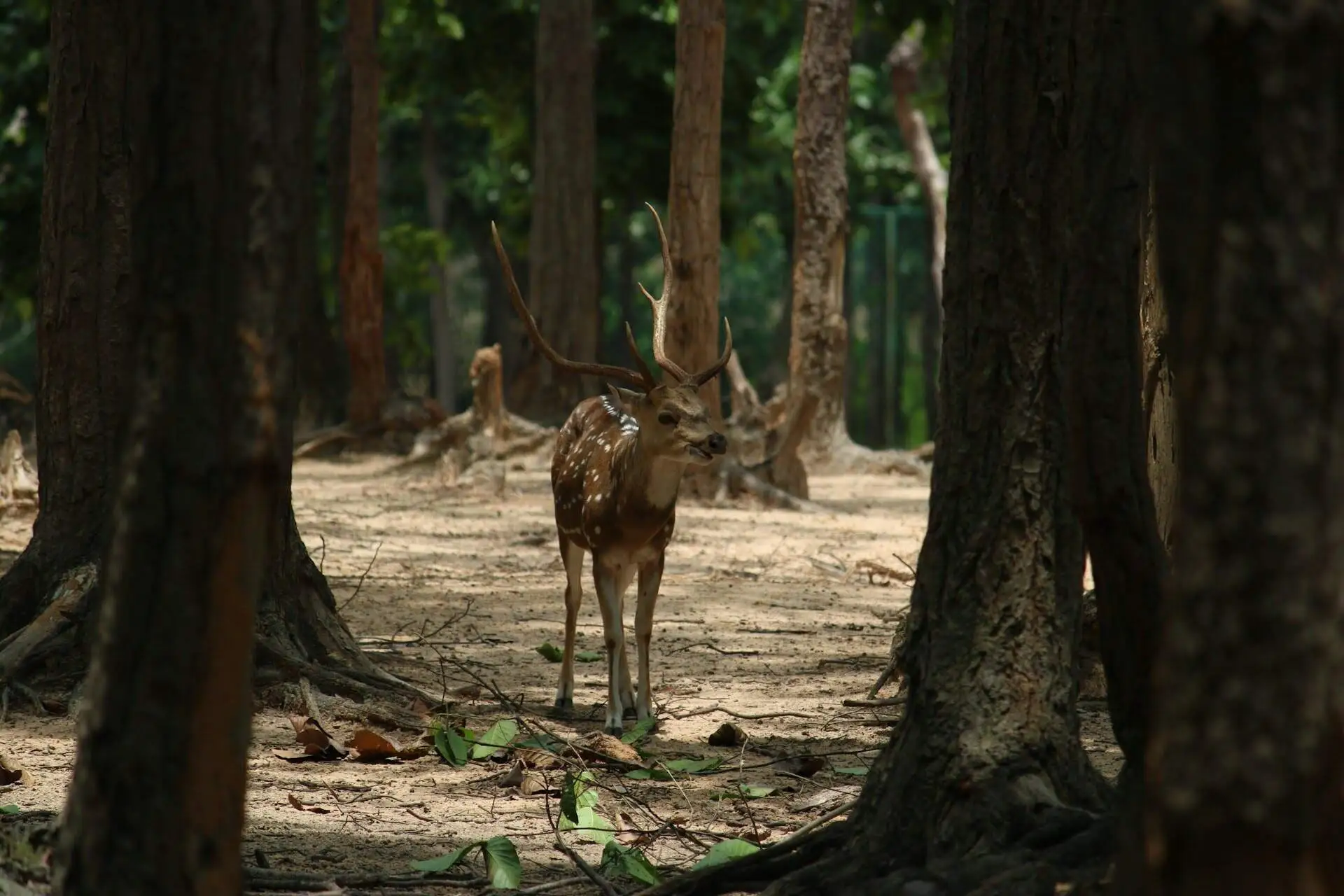 spotted-deer-umred