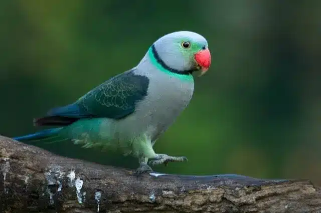 thattеkad-birds-in-india