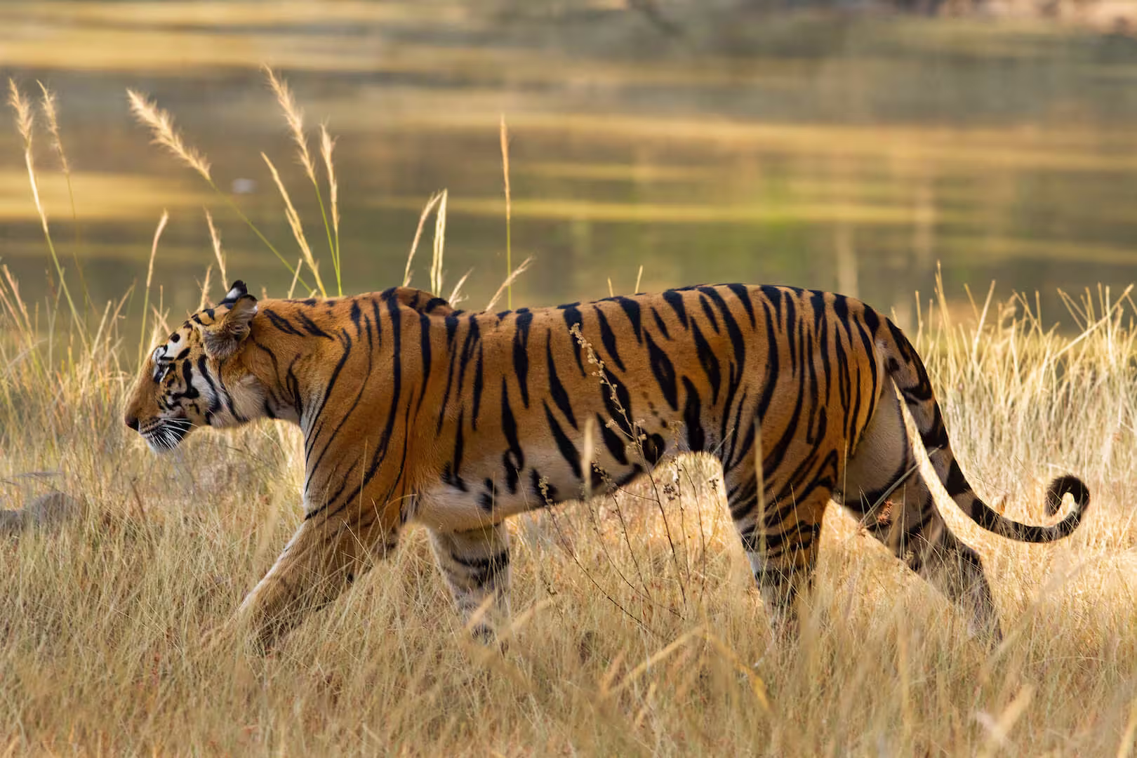 Bandhavgarh Tiger