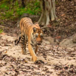 Tiger Reserve - Tadoba Tiger Reserve