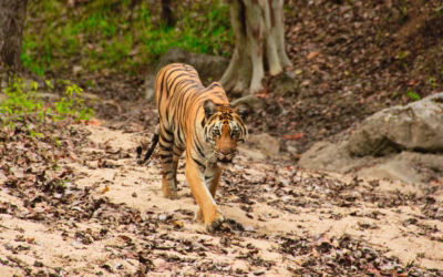 Top tiger reserves and wildlife sanctuaries near Nagpur for Tiger Safari