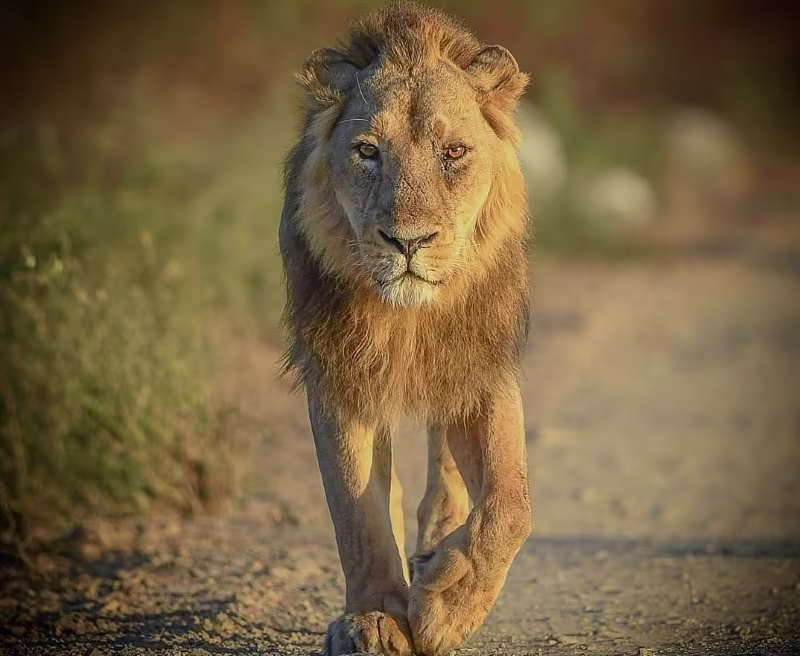 Gir National Park Details