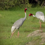 Bharatpur Bird Sanctuary