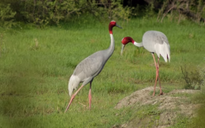 Keoladeo National Park – Bharatpur Bird Sanctuary