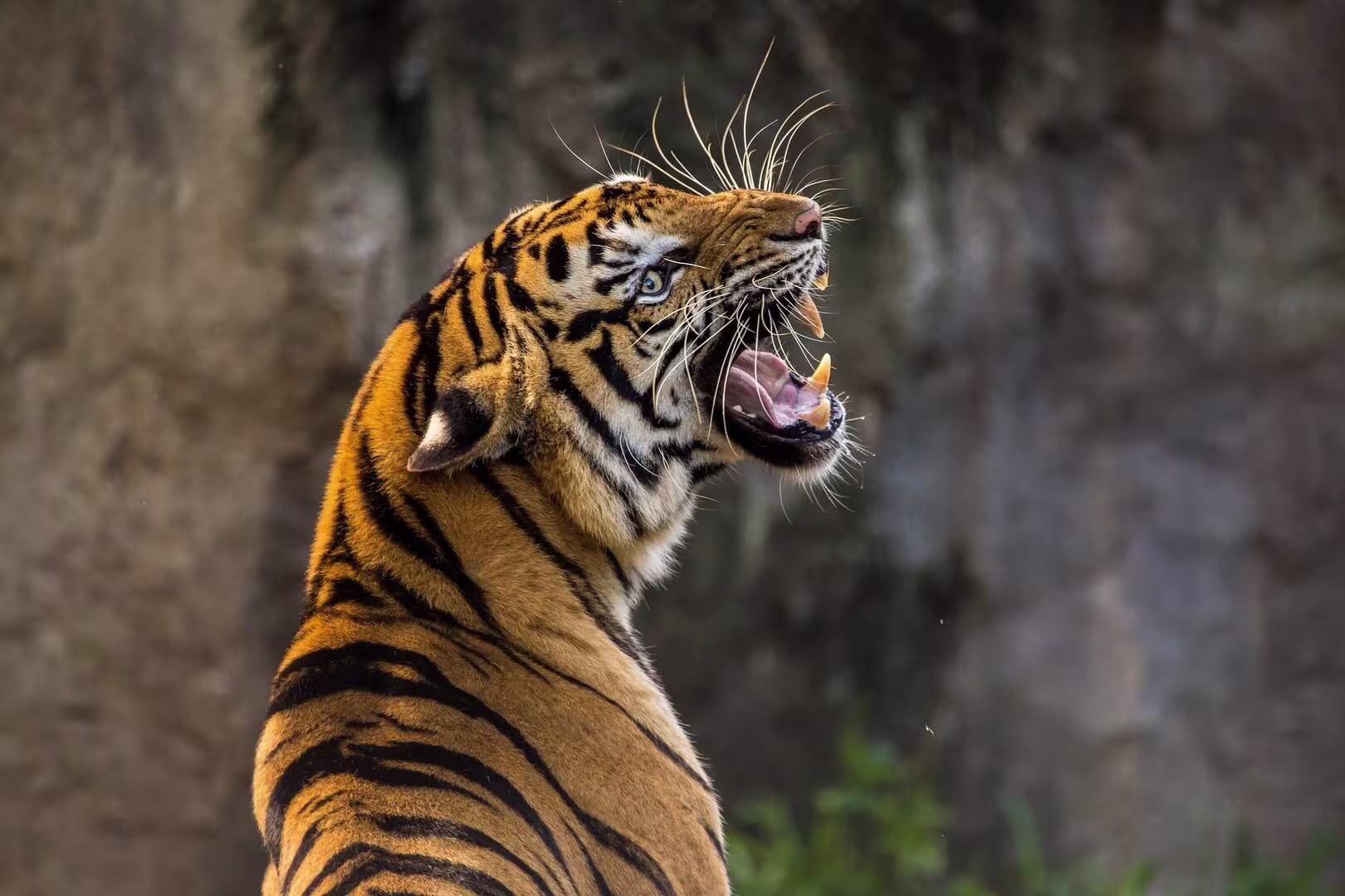 Panna Tiger Reserve