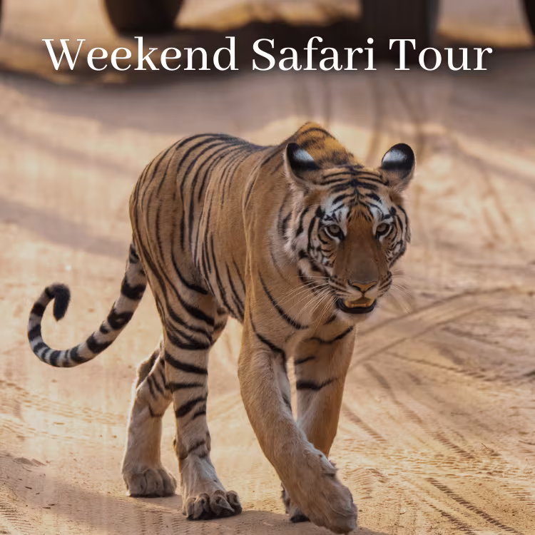 Weekend Tiger Safari