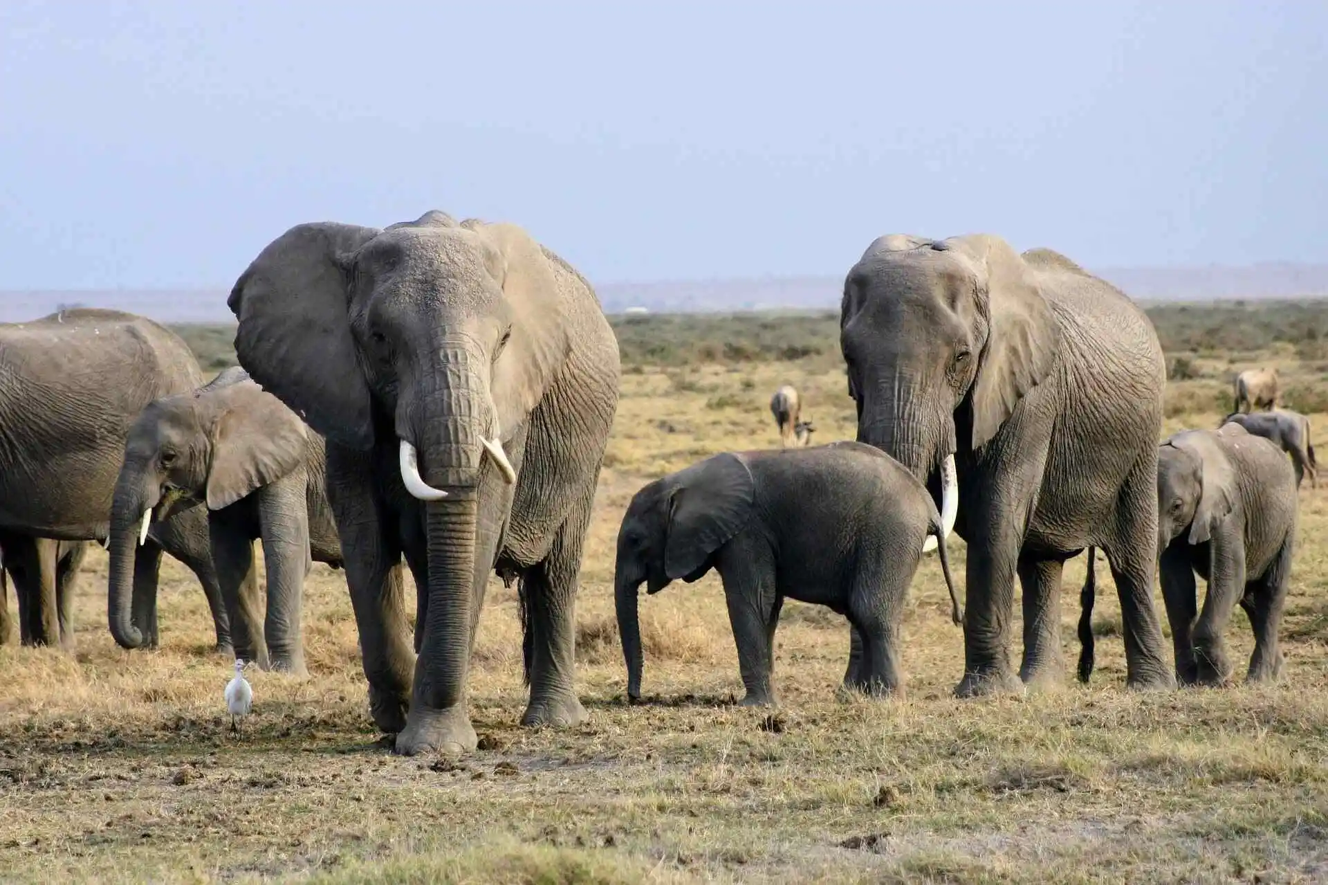 Masai Mara, Lake Nakuru, Amboseli & Hell's Gate Safari