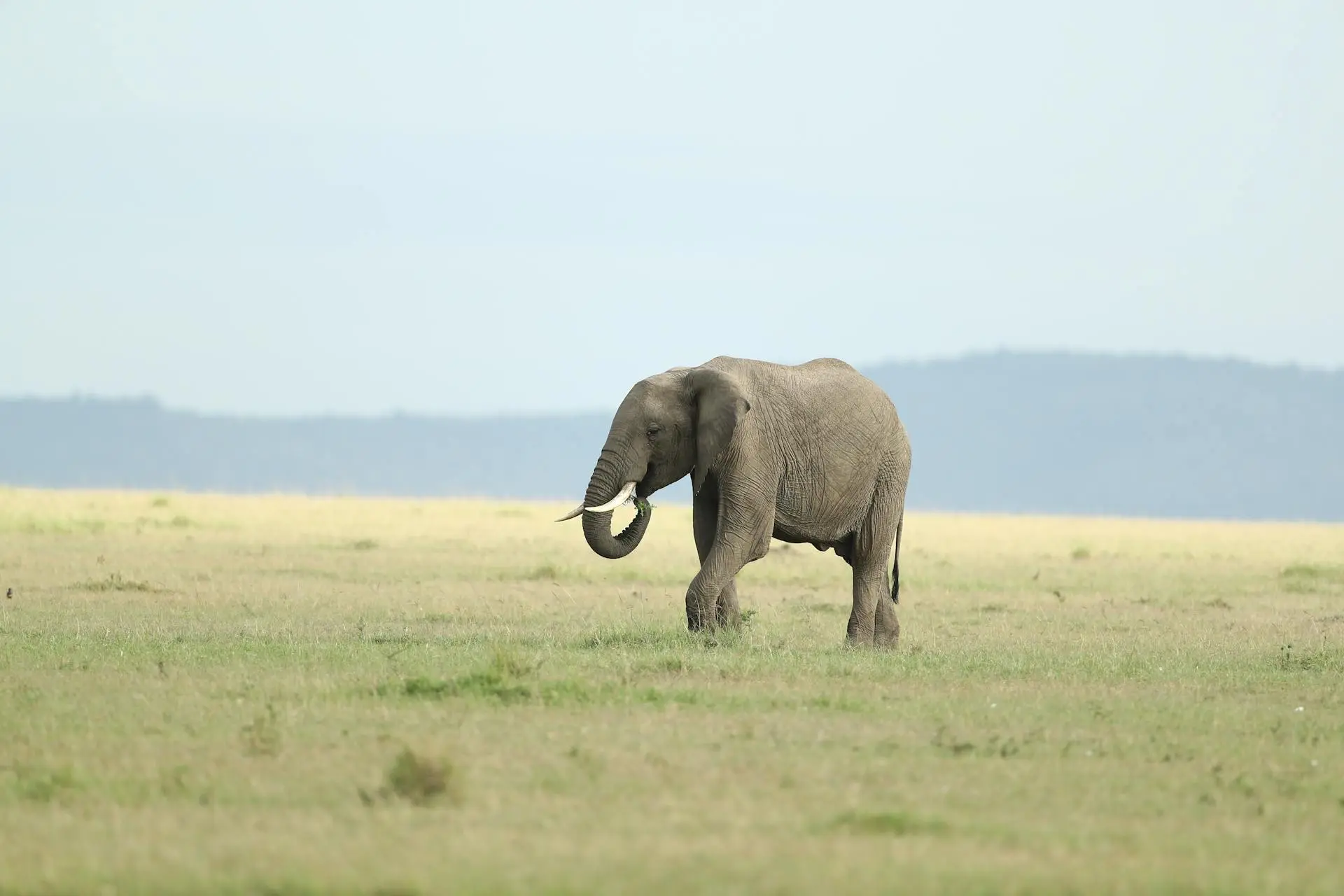 The Great Masai Mara Safari